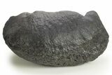 Large, Fossil Whale Ear Bone - South Carolina #325704-1